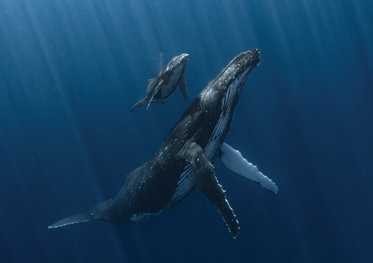 best underwater-photographer