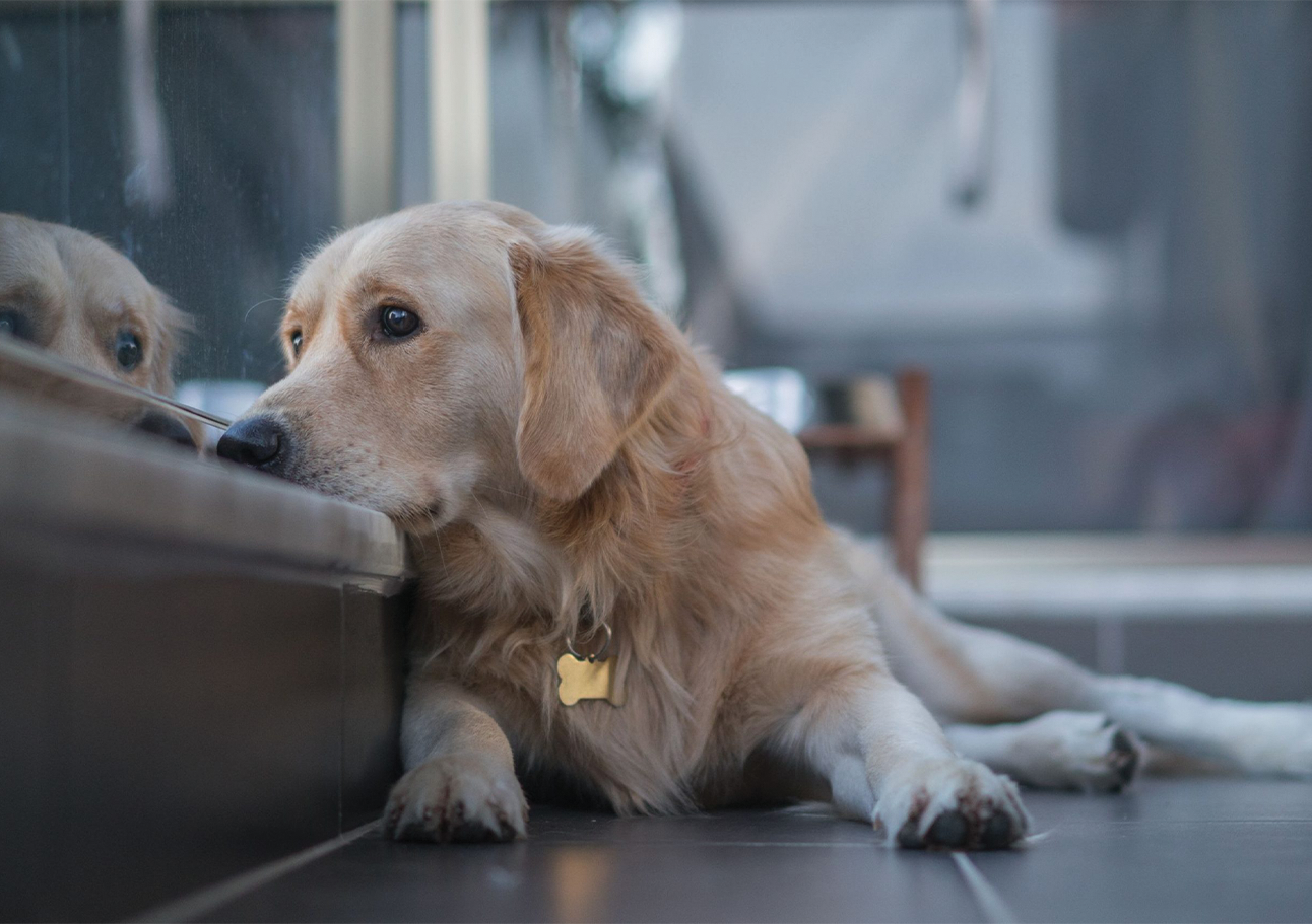 dog depress