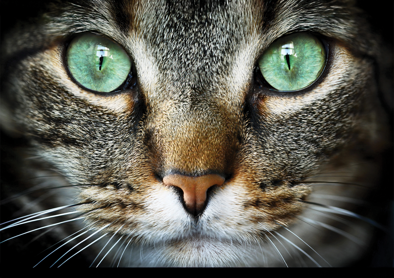 cat-wild