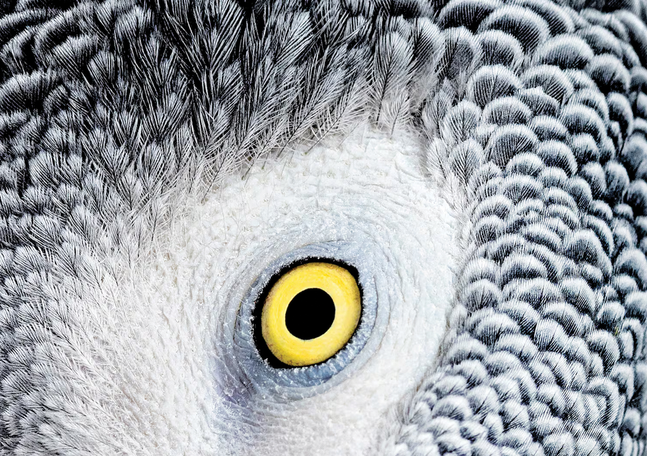 animals-eyes