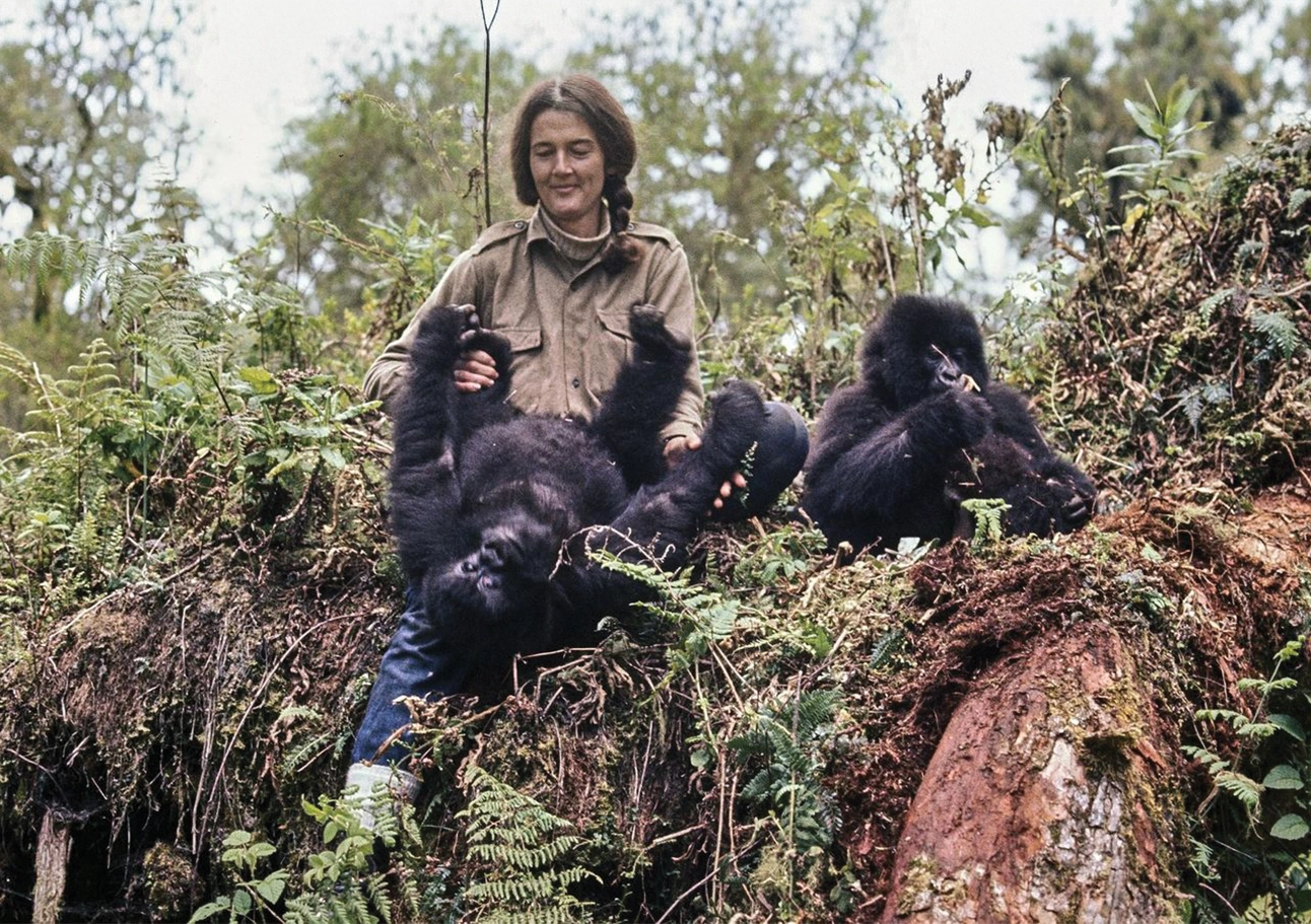 fossey2